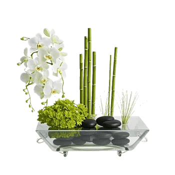Modern White Orchids