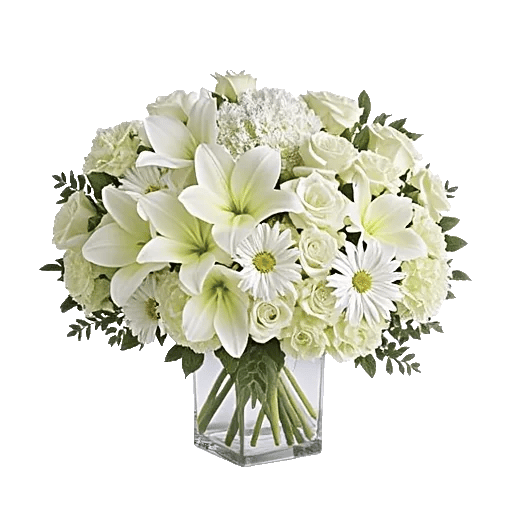 Ivory Blossom Radiance