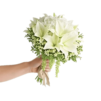 Ivory Garden Grace
