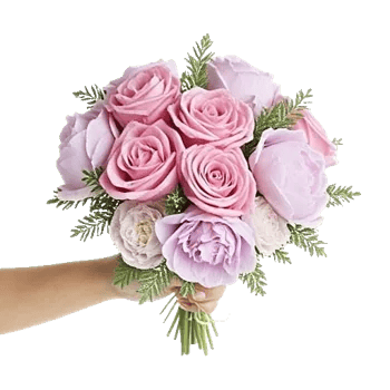 Pastel Pink Roses