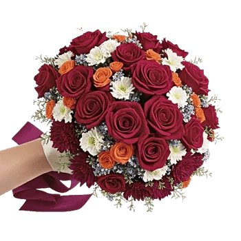 Blushing Rose Symphony