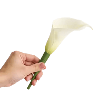 Elegant Calla Lilies