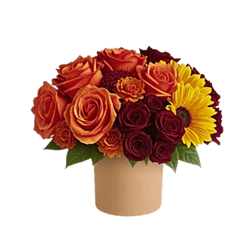 Radiant Rose Symphony