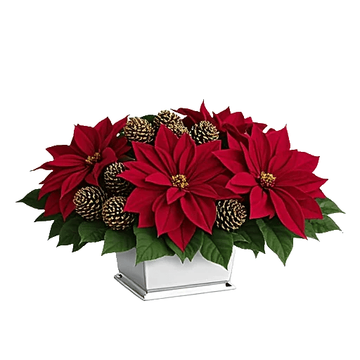 Petal Radiance Bliss