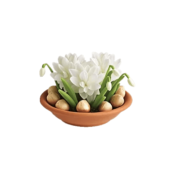 Minimalist White Orchids