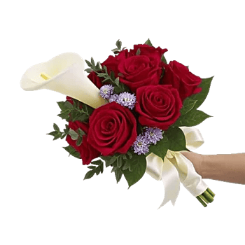 Elegant Calla Lilies