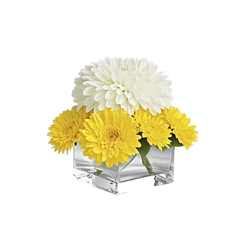 Modern White Orchids