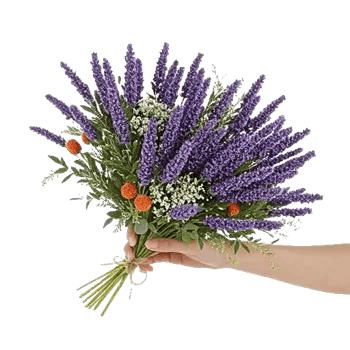 Lavender Bloom Grace