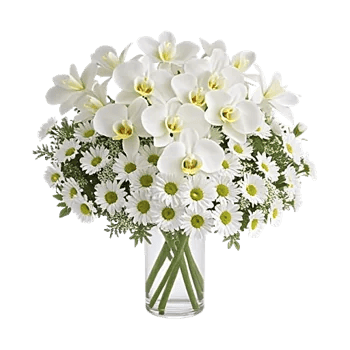 Modern White Orchids