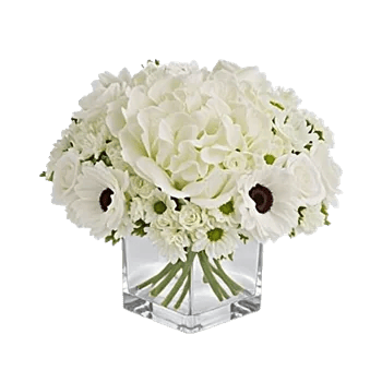 Ivory Blossom Radiance