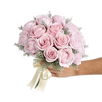 Pastel Pink Roses