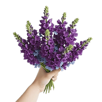 Lavender Bloom Grace