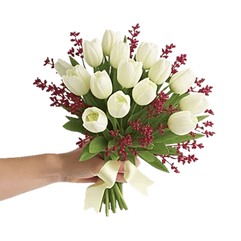 Scarlet Tulip Splendor