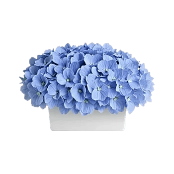 Sapphire Bloom Whisper