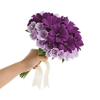 Petal Softness Display