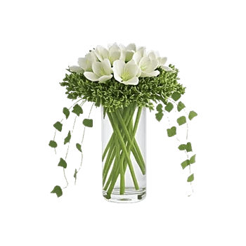 Ivory Blossom Radiance