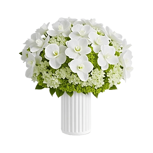 Modern White Orchids