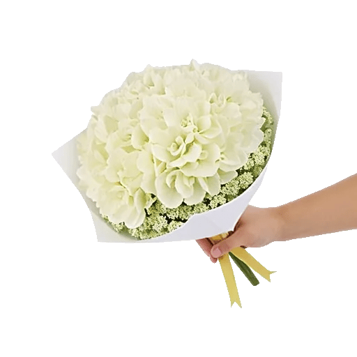 Serene Petal Harmony