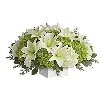Minimalist White Orchids