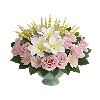 Serenity Orchid Bloom