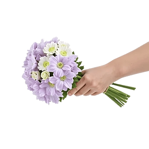 Petal Softness Display