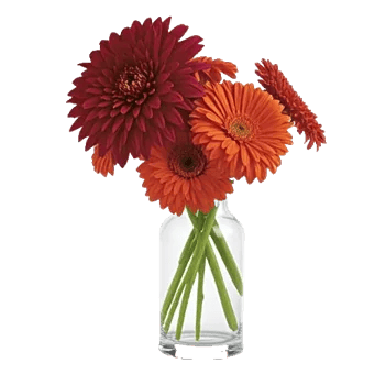 Crimson Blossom Harmony