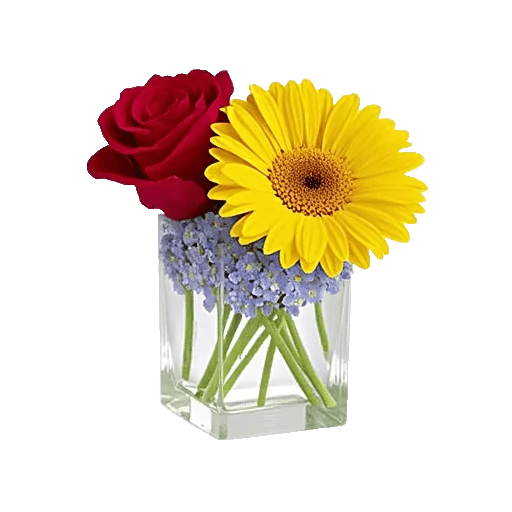 Enchanting Daisy Garden