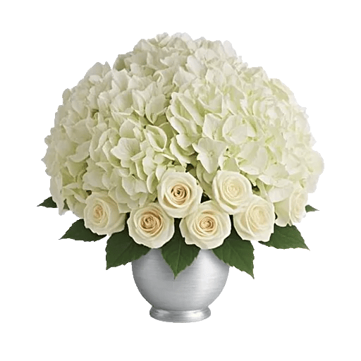 Ivory Blossom Radiance