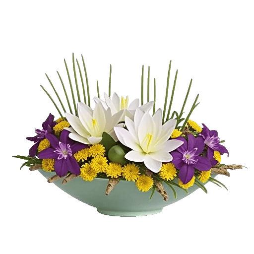 Serenity Orchid Bloom