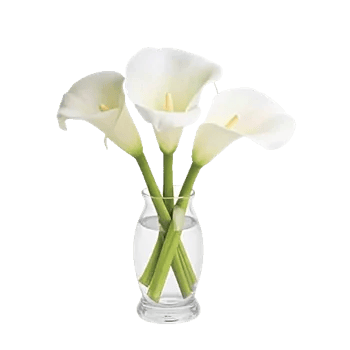 Elegant Calla Lilies