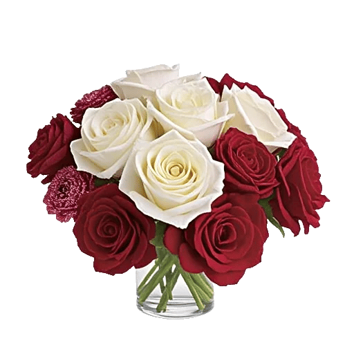 Radiant Rose Symphony