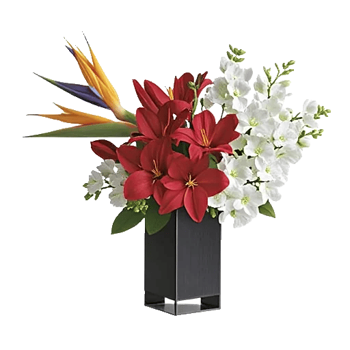 Modern White Orchids