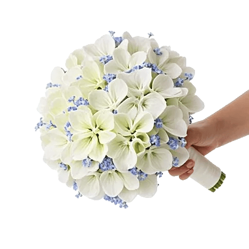 Serene Petal Harmony