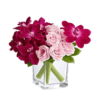 Orchid Bloom Cascade