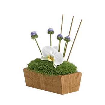 Minimalist White Orchids