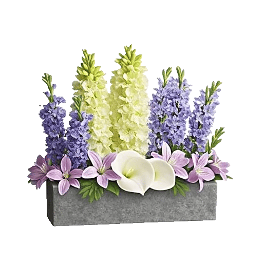 Elegant Calla Lilies