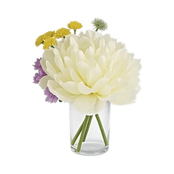 Petal Radiance Bliss