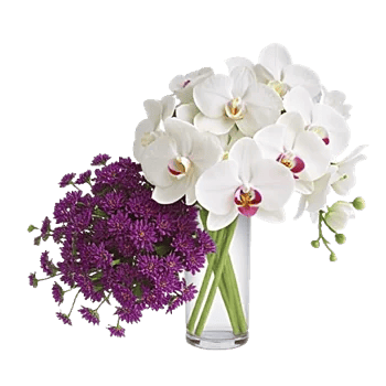 Modern White Orchids