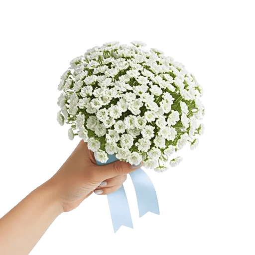 Blossom Radiant Whisper