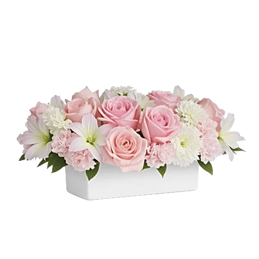 Pastel Pink Roses