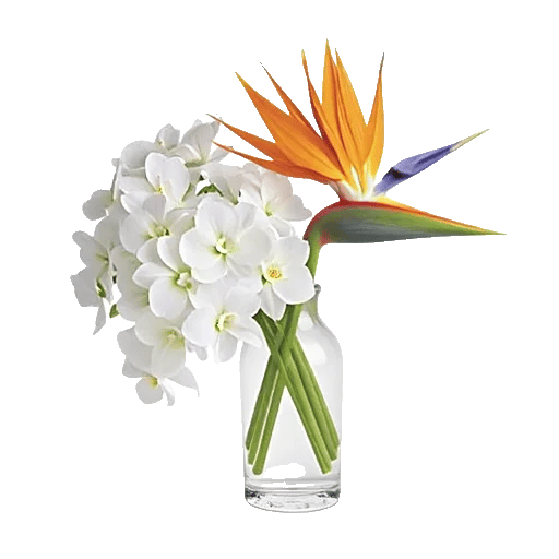 Orchid Bloom Cascade