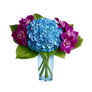 Sapphire Bloom Whisper