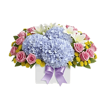 Serene Petal Harmony