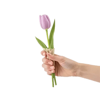 Velvet Tulip Display