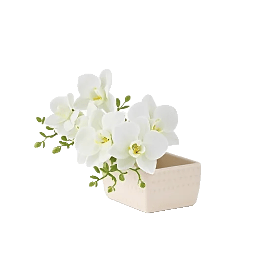 Modern White Orchids