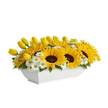 Blossom Harmony Display