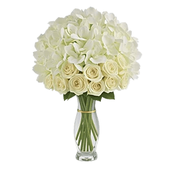 Ivory Blossom Radiance