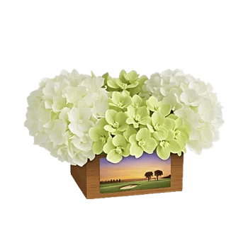 Serenity Orchid Bloom