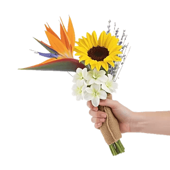 Tropical Sunflower Burst