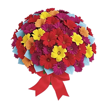 Blushing Rose Symphony